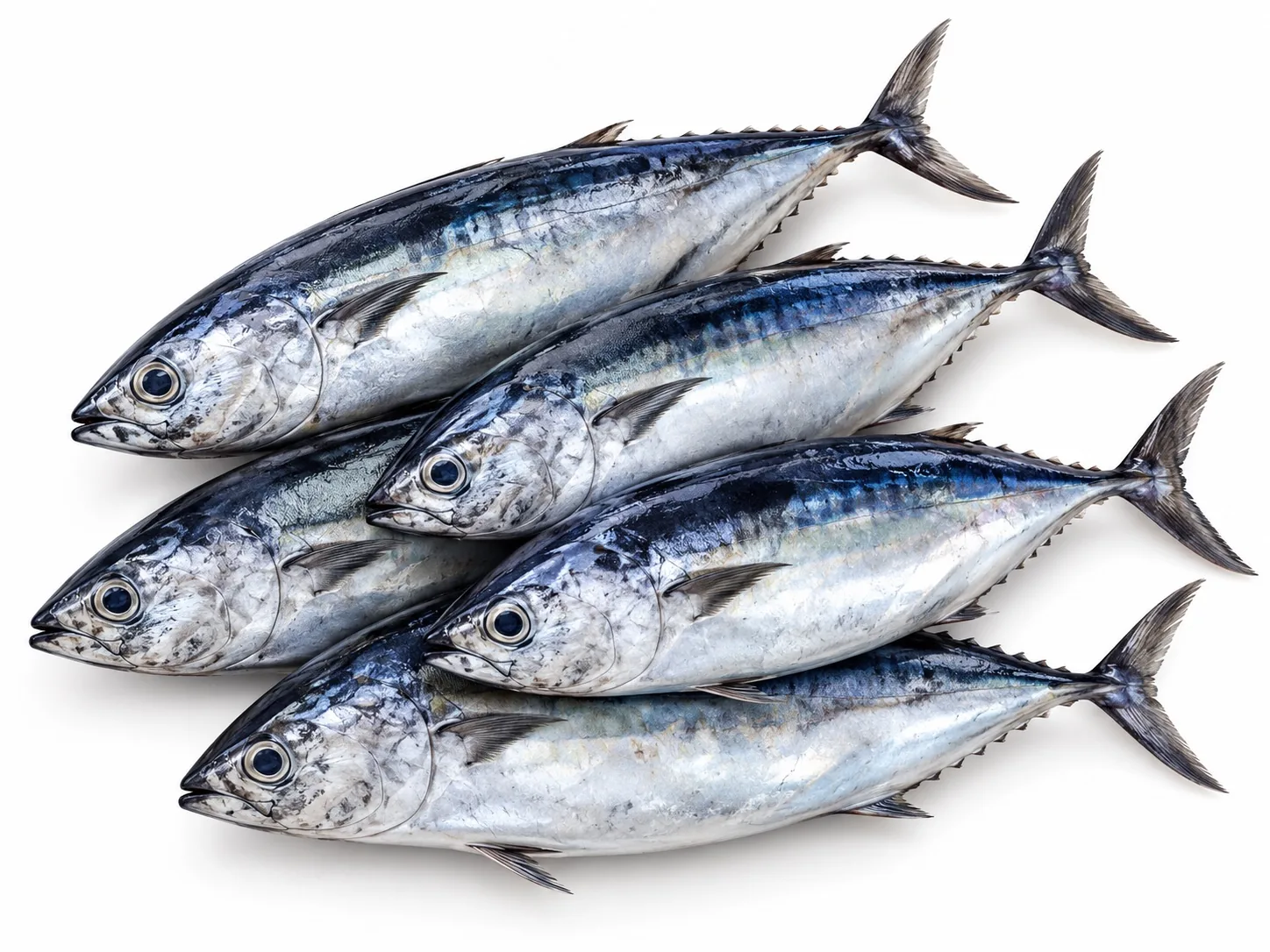 Bullet Tuna