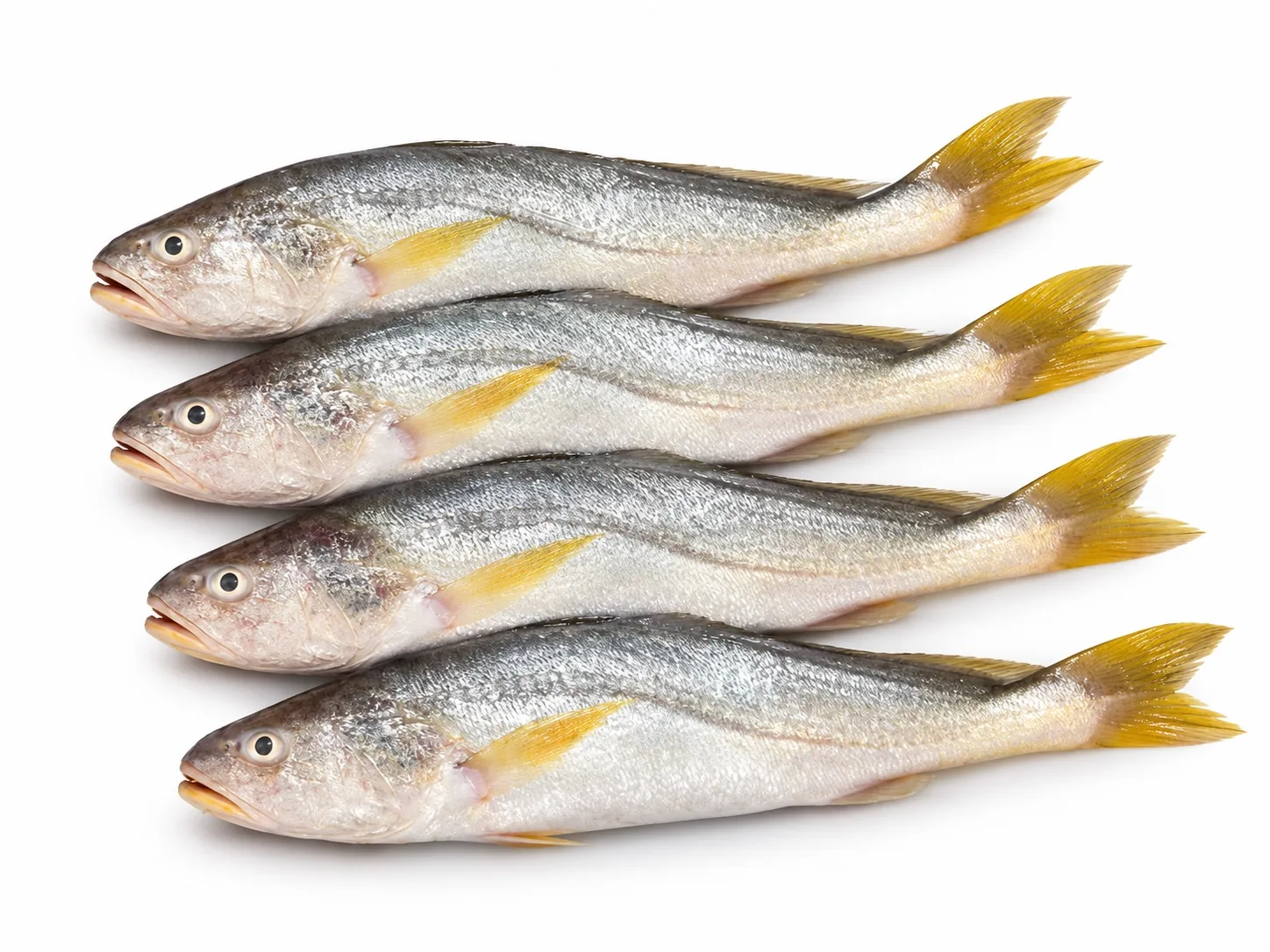Croaker