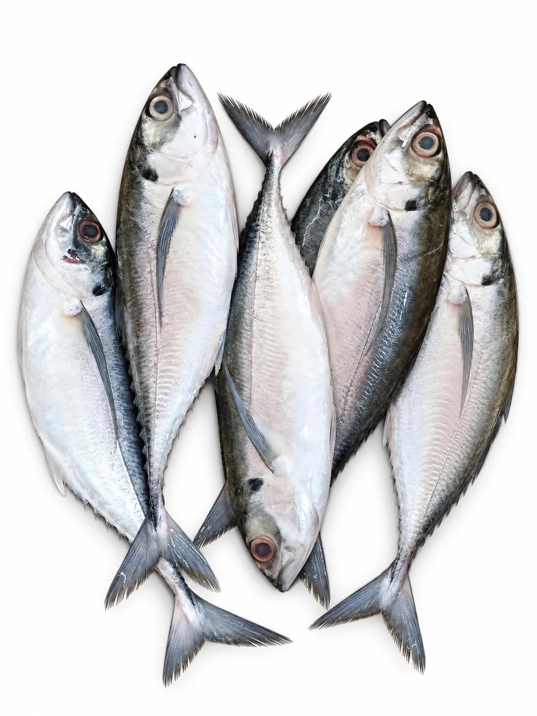 Hardtail Mackerel