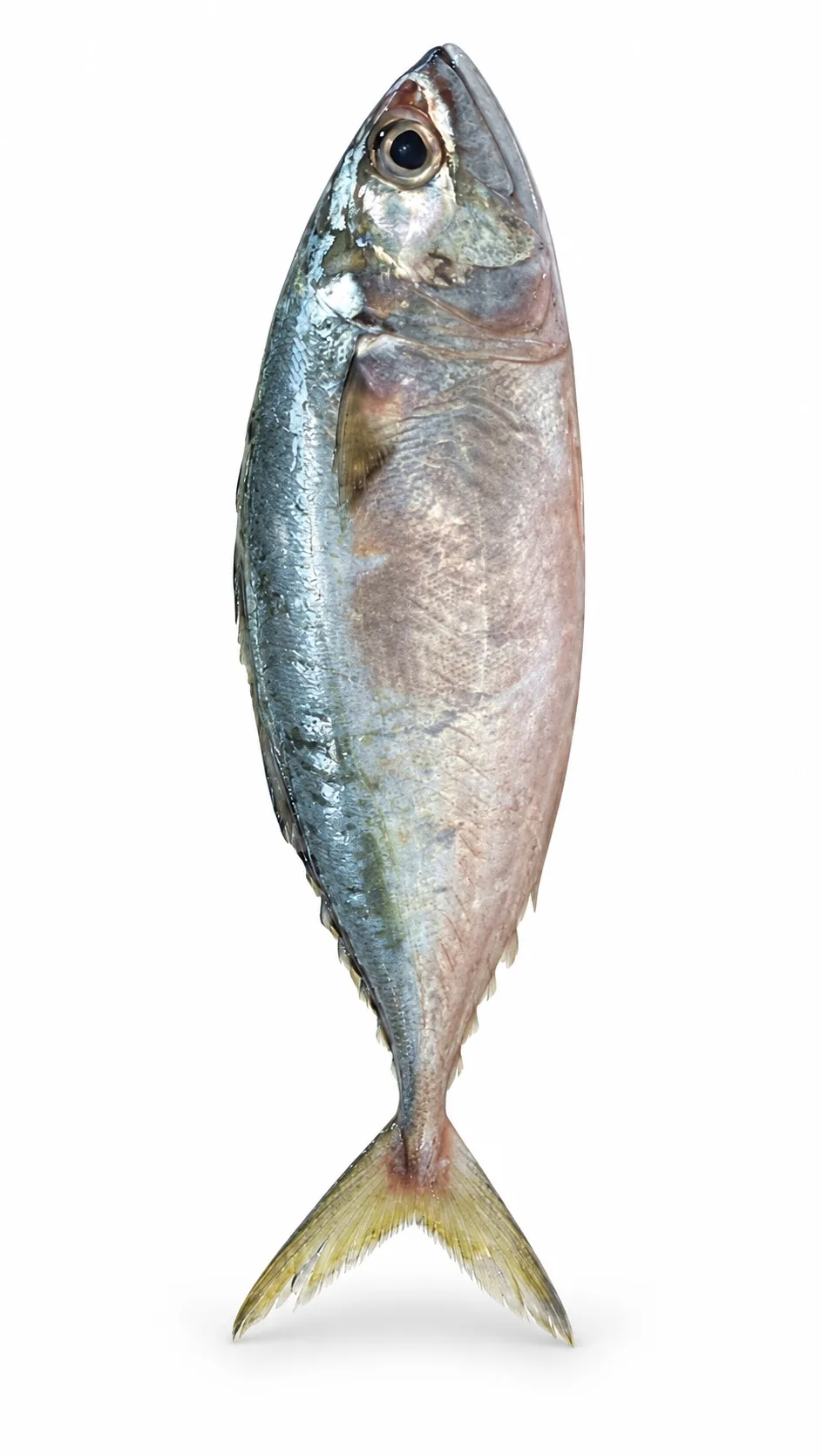 Indian Mackerel