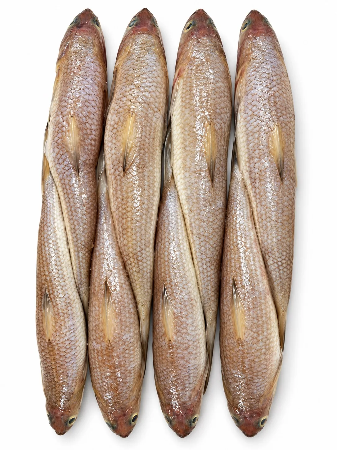 Lizardfish