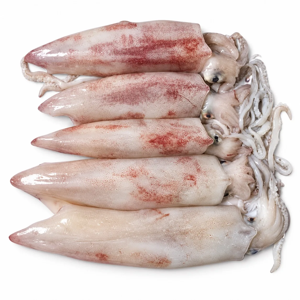 Loligo Squid