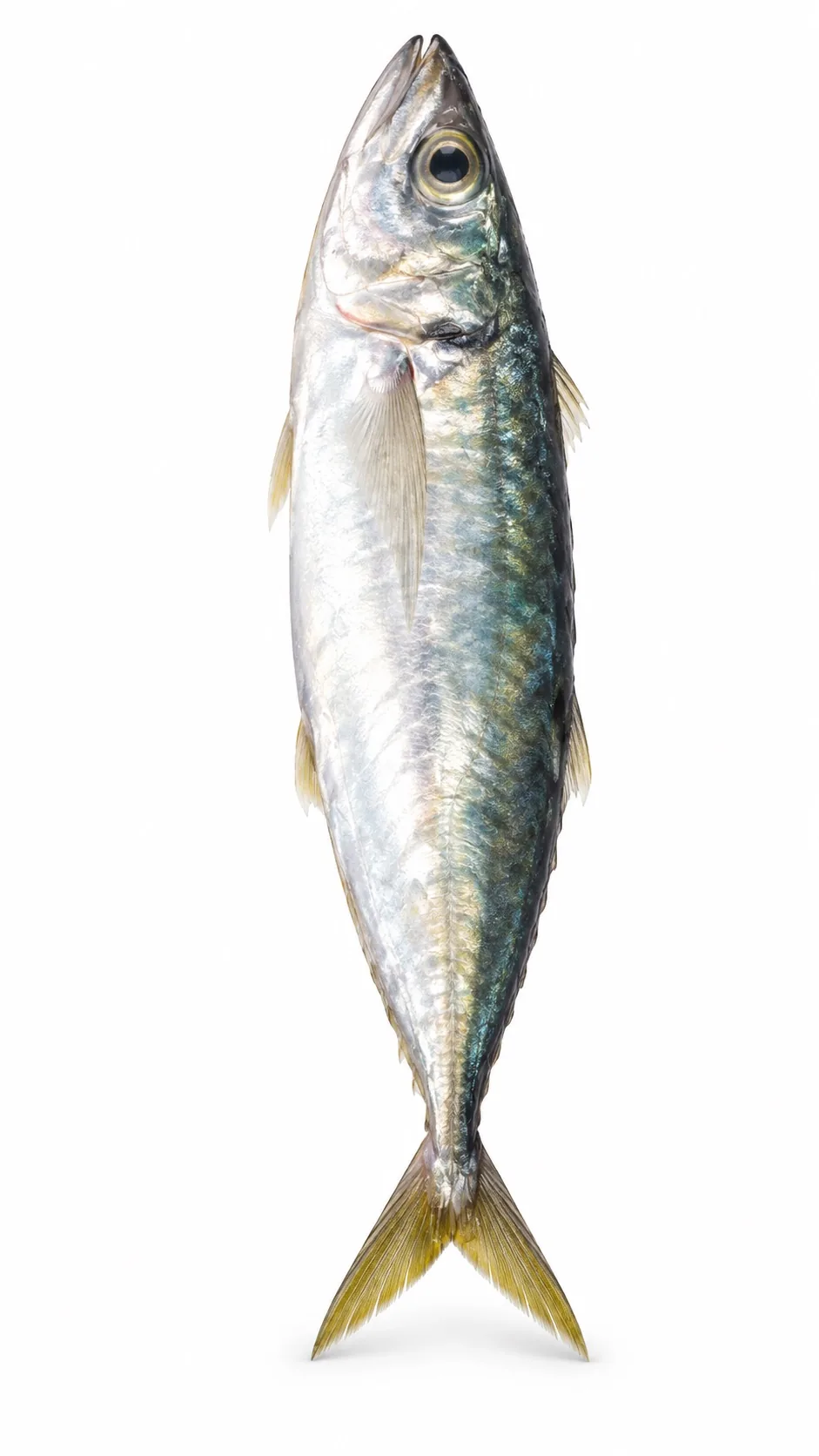 Mackerel Scad