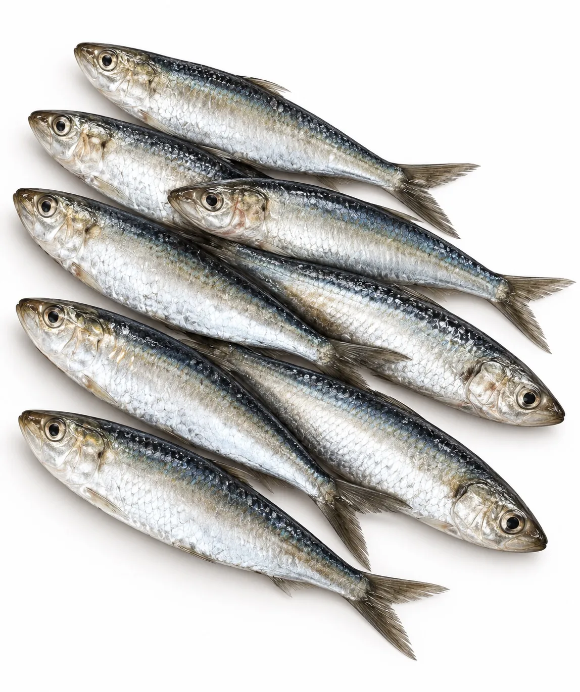 Sardine