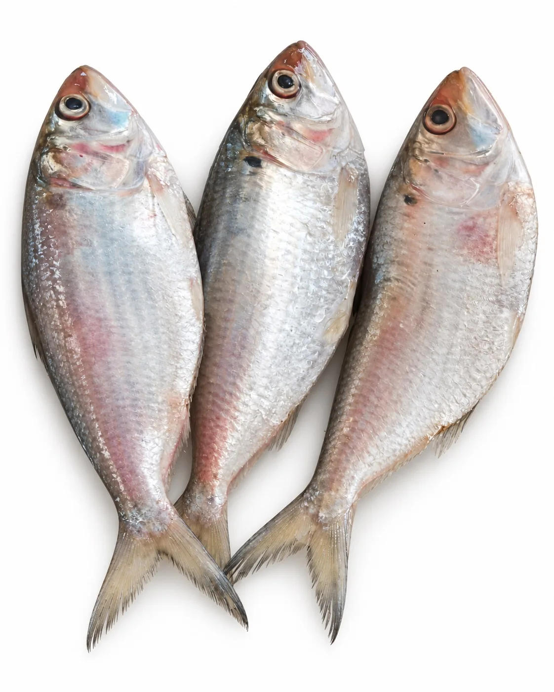 Sardinella sp.