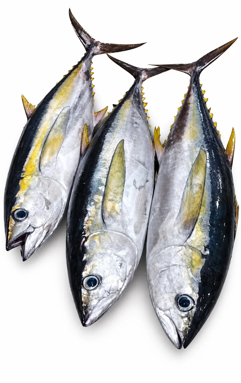 Yellowfin Tuna